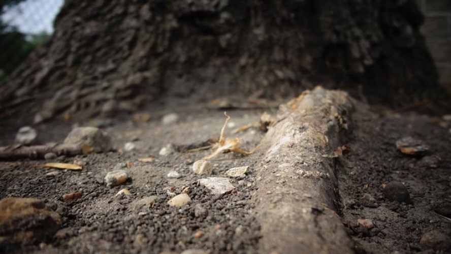 Cómo encontrar y eliminar las raíces que se encuentran en las tuberías